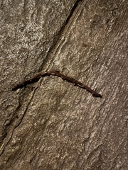 Lumbricus terrestris