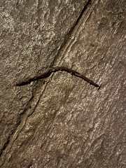 Lumbricus terrestris