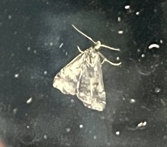 Phalaenophana pyramusalis