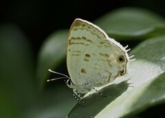 Anthene liodes