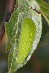 Iphiclides podalirius