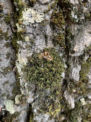 Grimmia trichophylla