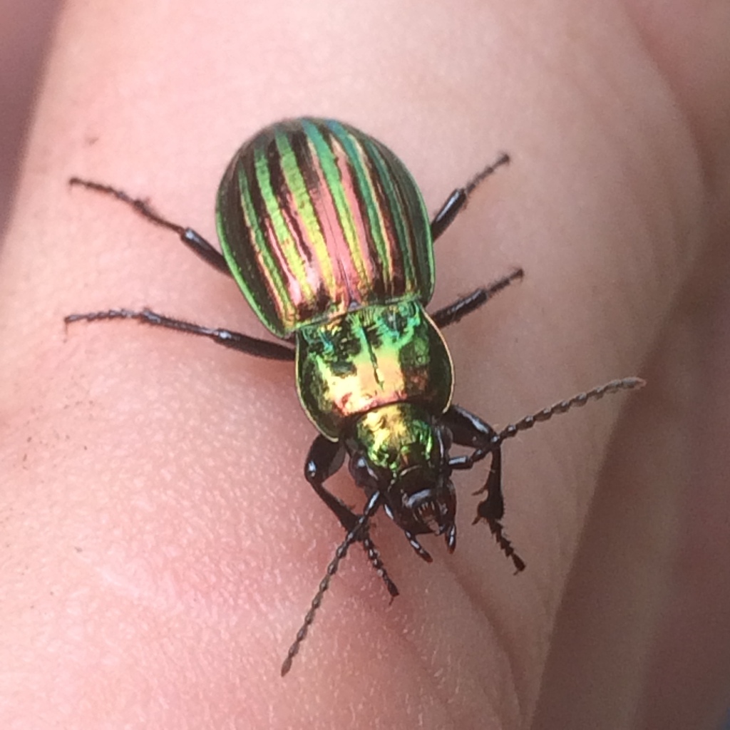 Aristochroa