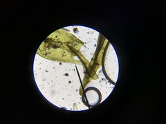 Grimmia trichophylla