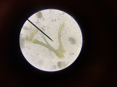 Grimmia trichophylla