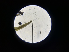 Grimmia trichophylla