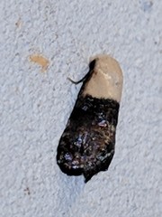 Eugnosta erigeronana