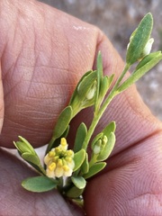 Pimelea simplex