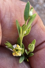 Pimelea simplex