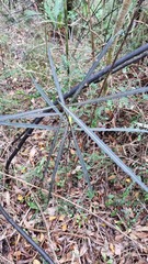 Pseudopanax crassifolius