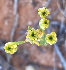 Pimelea simplex
