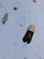 Eugnosta erigeronana