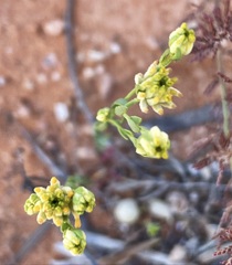 Pimelea simplex