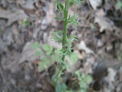 Platanthera leptopetala