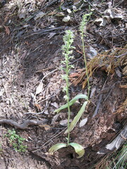 Platanthera leptopetala