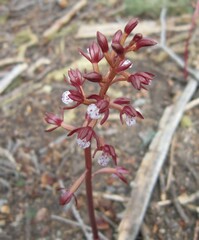 Corallorhiza maculata occidentalis