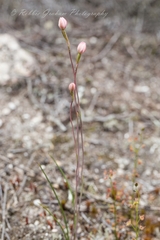 Thelymitra carnea