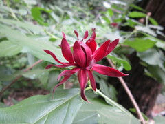 Calycanthus occidentalis