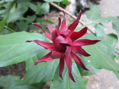 Calycanthus occidentalis