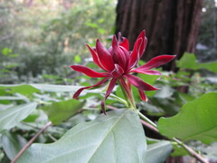 Calycanthus occidentalis