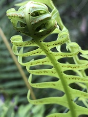 Blechnum nudum