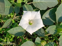 Datura innoxia