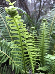 Blechnum nudum