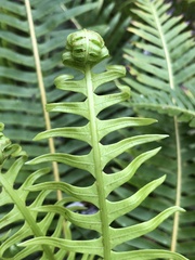 Blechnum nudum