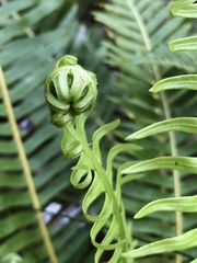 Blechnum nudum