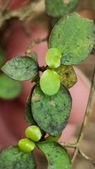 Coprosma colensoi
