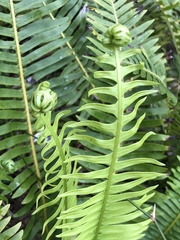 Blechnum nudum