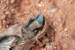 Capreolus capreolus