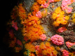 Tubastraea coccinea