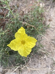 Oenothera hartwegii