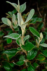 Olearia pannosa