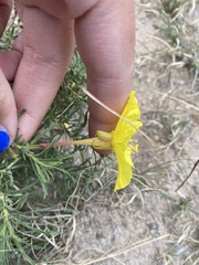 Oenothera hartwegii