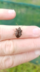 Cermatulus nasalis nasalis