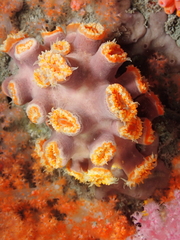 Cladopsammia eguchii