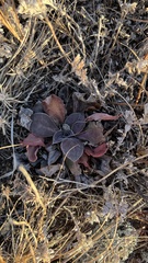 Goniolimon speciosum