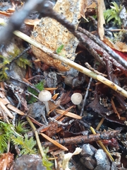 Coccomyces dentatus