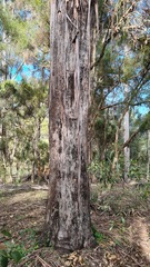 Eucalyptus tindaliae