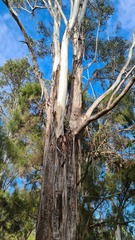 Eucalyptus tindaliae