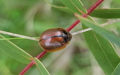 Paropsisterna agricola