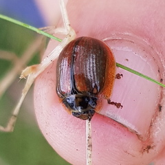 Paropsisterna agricola