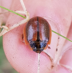 Paropsisterna agricola