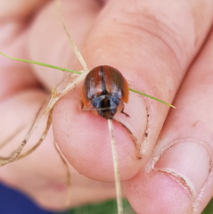 Paropsisterna agricola