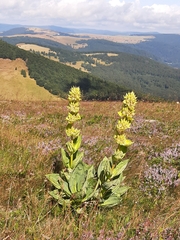Gentiana lutea