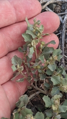 Atriplex muelleri