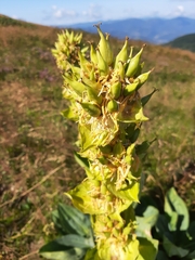 Gentiana lutea