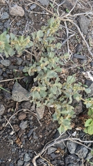 Atriplex muelleri